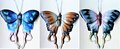 Wanddeco Exotische vlinder 02