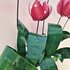 Wanddeco Tulip 3D "Pink" _